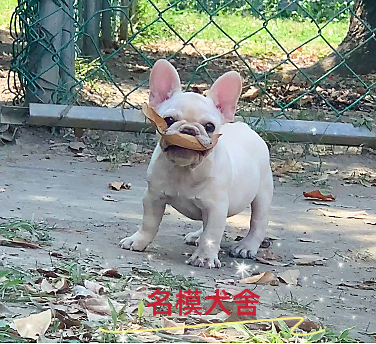 法鬥幼犬出售